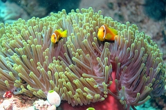 Velidhu - 2013_03_10 - IMG_0417rf_Poisson Clown des Maldives - Amphiprion Nigripe_Kuda faru_Plongee